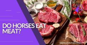 Read more about the article Do Horses Eat Meat?