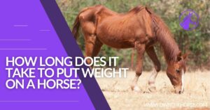 Read more about the article How Long Does It Take to Put Weight on a Horse?