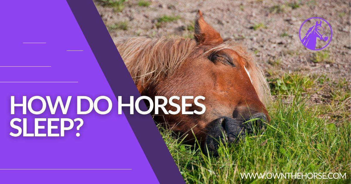 You are currently viewing How Do Horses Sleep?