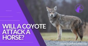 Read more about the article Will a Coyote Attack a Horse?