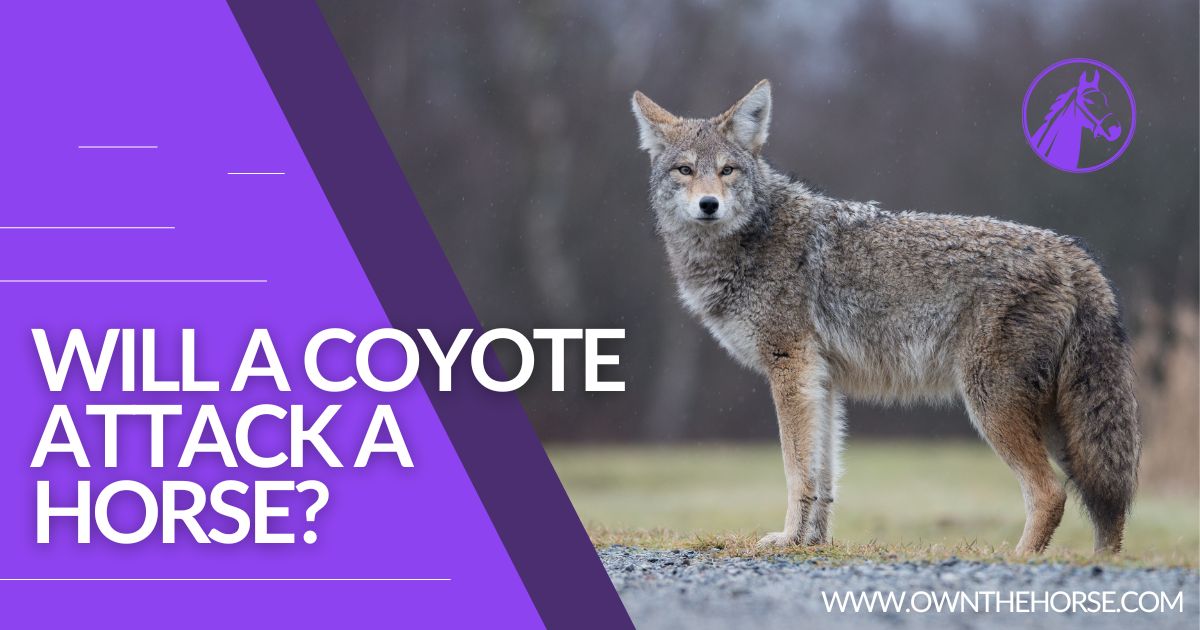 You are currently viewing Will a Coyote Attack a Horse?