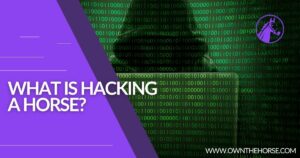 Read more about the article What Is Hacking a Horse?