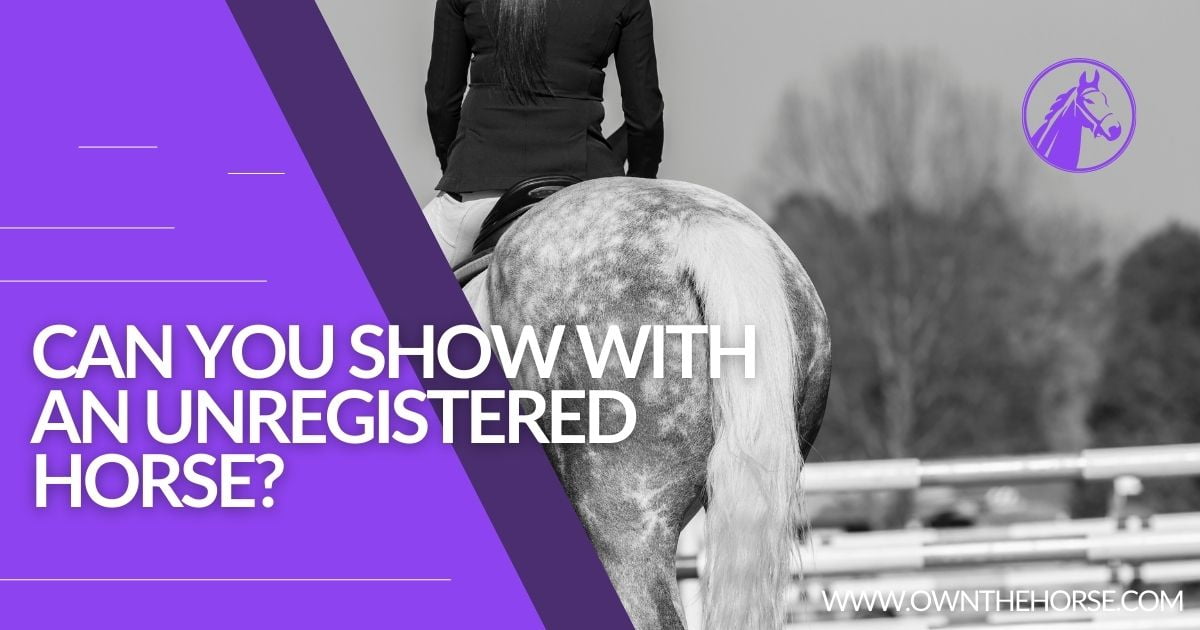 You are currently viewing Can You Show With An Unregistered Horse?