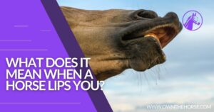 Read more about the article What Does it Mean When a Horse Lips You?
