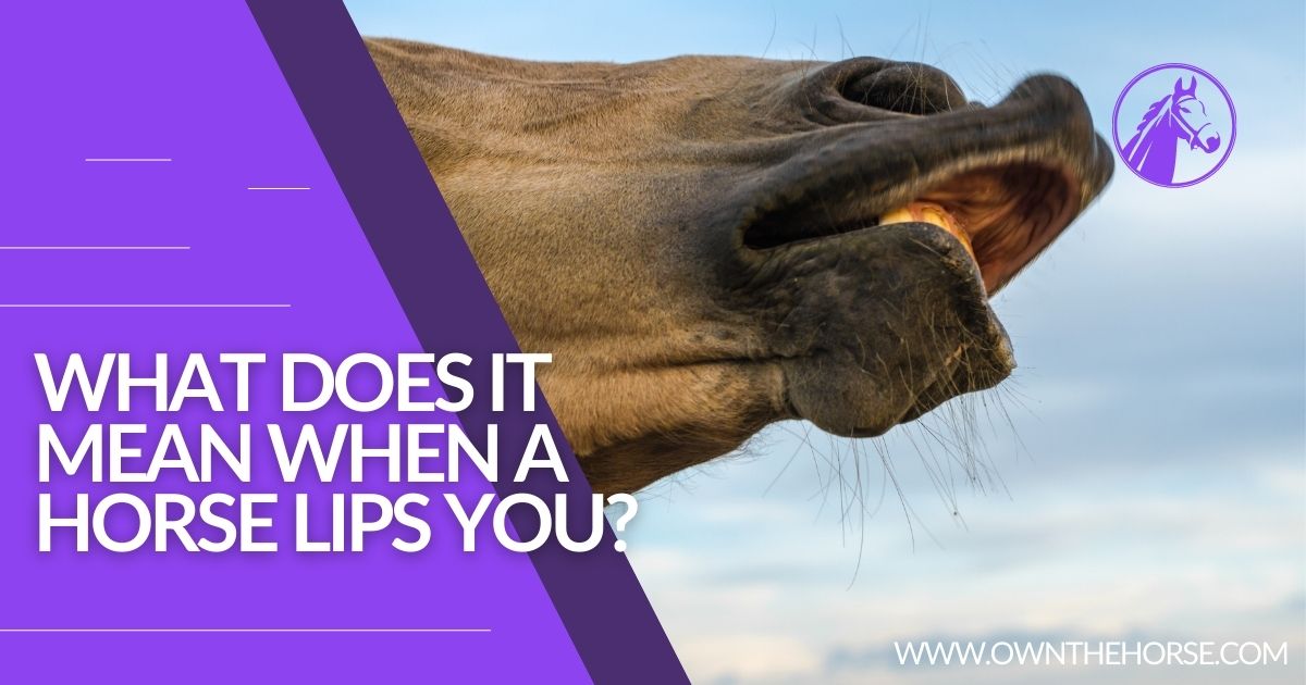 You are currently viewing What Does it Mean When a Horse Lips You?