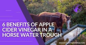 Read more about the article 6 Benefits of Apple Cider Vinegar In A Horse Water Trough