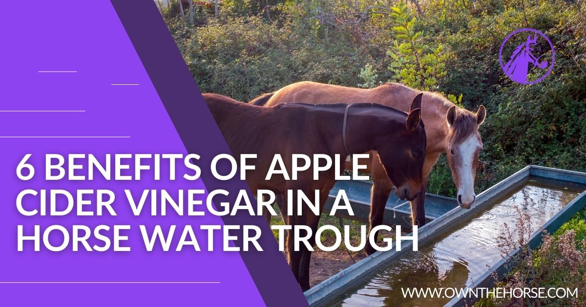 You are currently viewing 6 Benefits of Apple Cider Vinegar In A Horse Water Trough