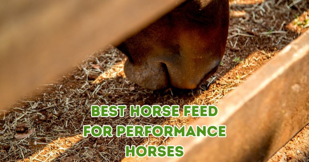 BEST HORSE FEED FOR PERFORMANCE HORSES