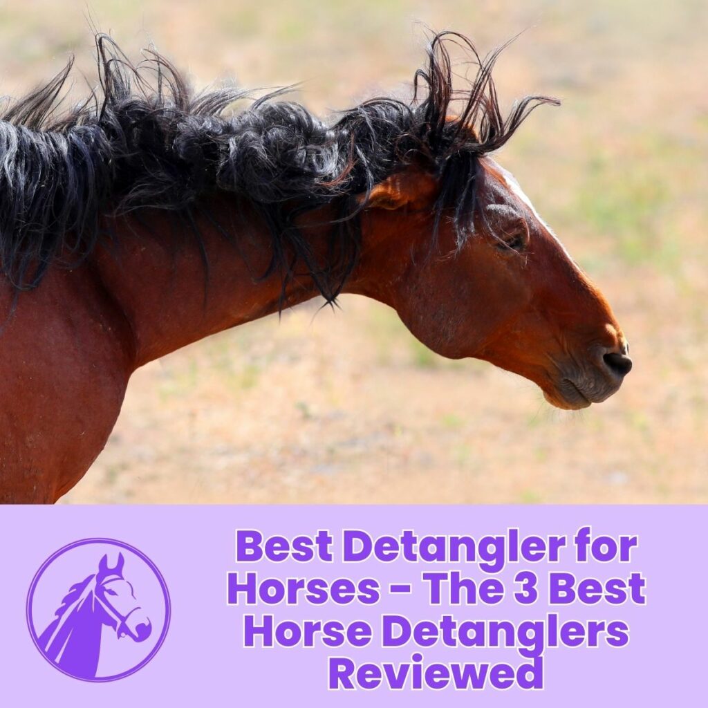 Best Detangler for Horses - The 3 Best Horse Detanglers Reviewed