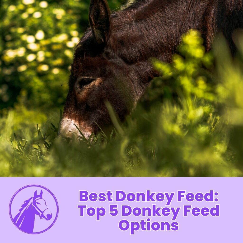 Best Donkey Feed: Top 5 Donkey Feed Options