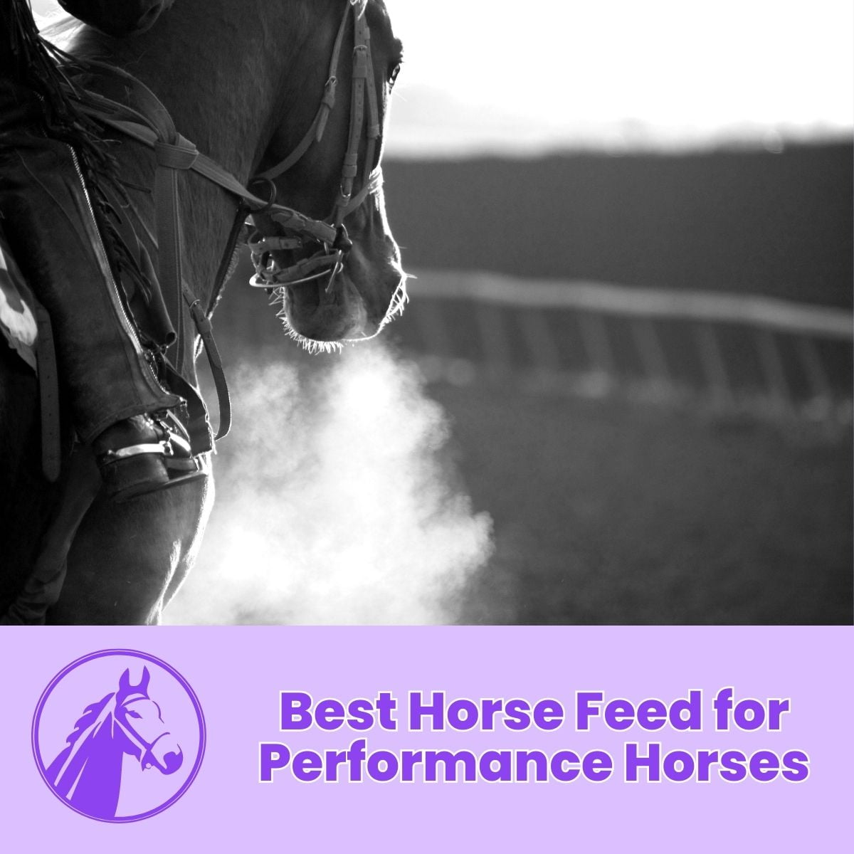 You are currently viewing Best Horse Feed for Performance Horses
