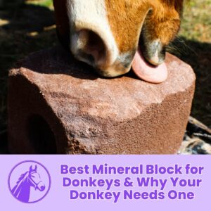 Read more about the article Best Mineral Blocks for Donkeys