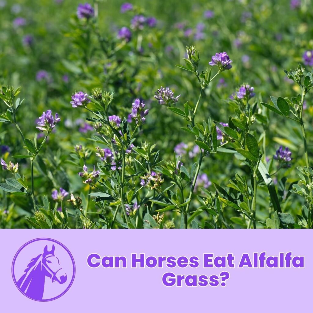 Can Horses Eat Alfalfa Grass?