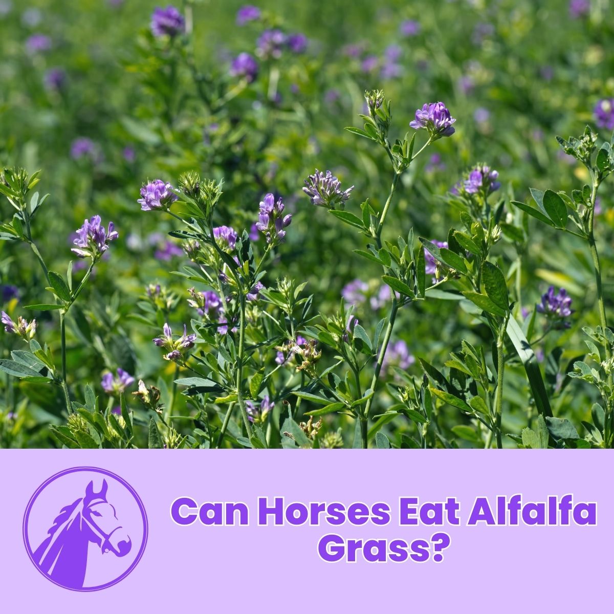 You are currently viewing Can Horses Eat Alfalfa Grass?