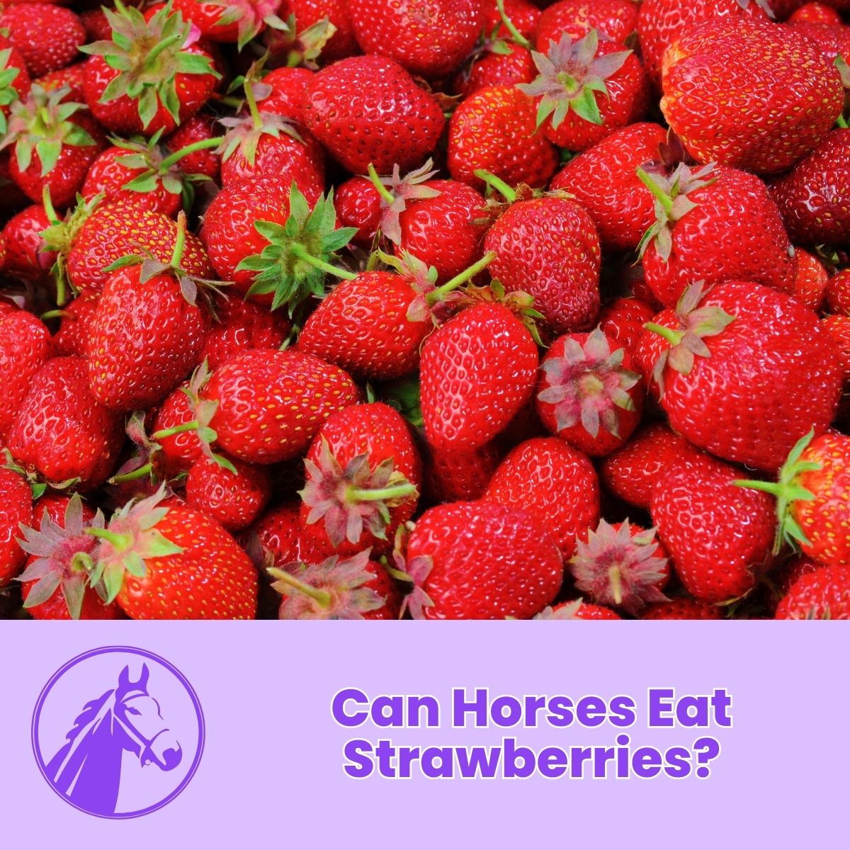Read more about the article Can Horses Eat Strawberries? The Ultimate Sweet Horse Treat