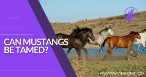 Read more about the article Can Mustangs be Tamed?