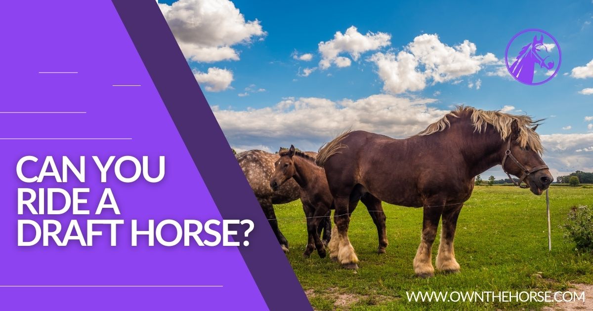 You are currently viewing Can You Ride a Draft Horse?
