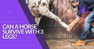 Read more about the article Can a Horse Survive with 3 Legs?