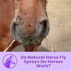 Read more about the article Do Natural Horse Fly Sprays for Horses Work?