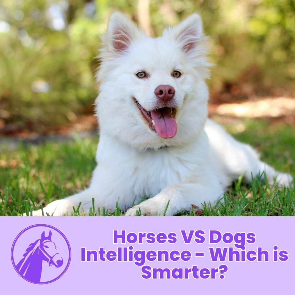 Horses VS Dogs Intelligence - Which is Smarter?