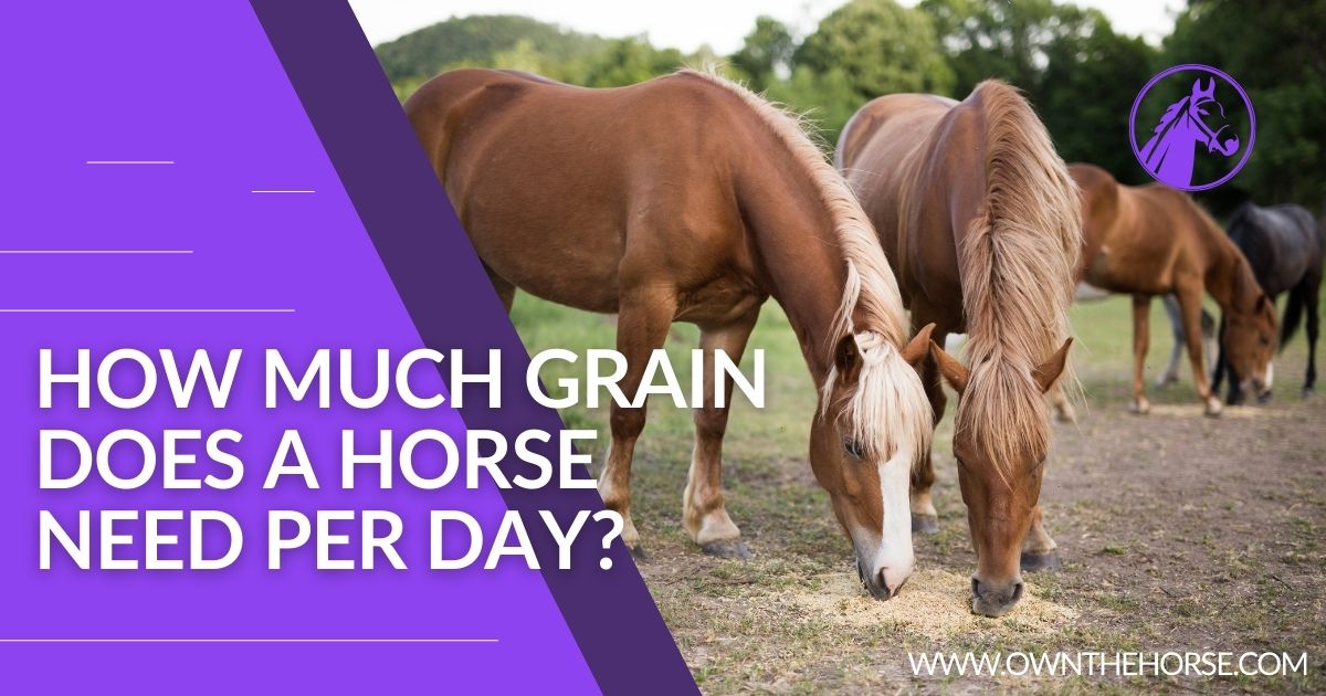 You are currently viewing How Much Grain Does A Horse Need Per Day?