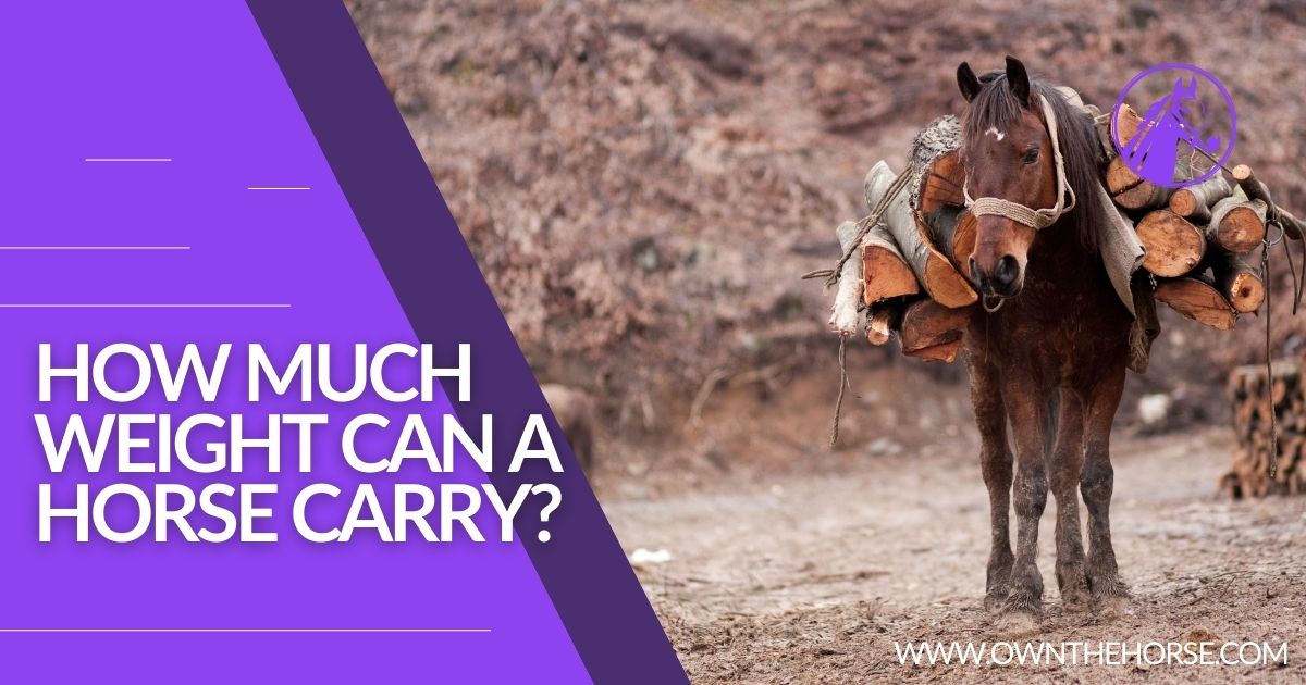 You are currently viewing How Much Weight Can A Horse Carry?