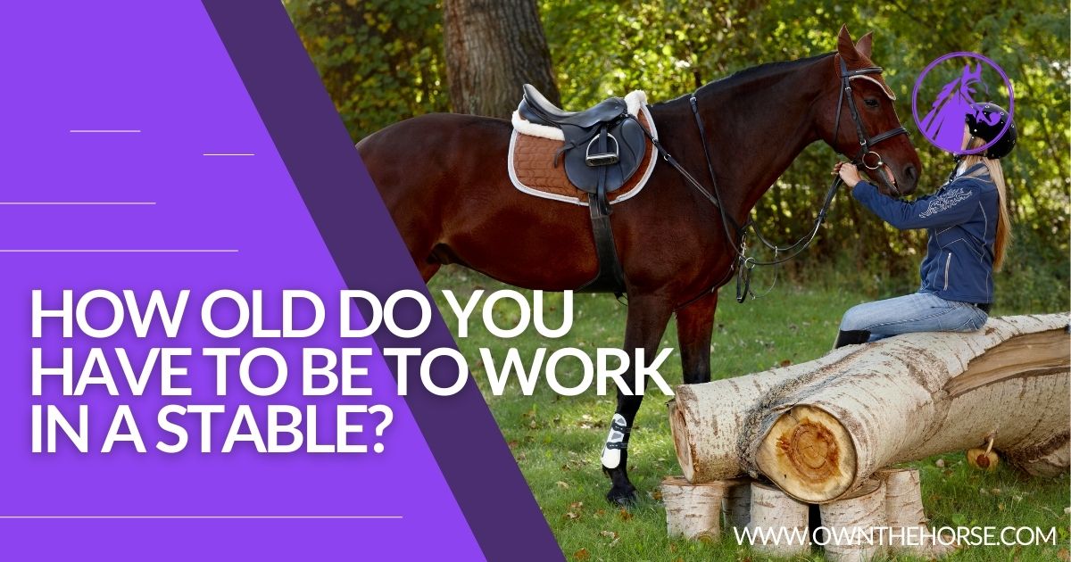 You are currently viewing How Old Do You have to Be to Work in a Stable?