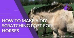 Read more about the article How to Make a DIY Scratching Post for Horses