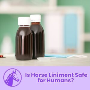 Read more about the article Is Horse Liniment Safe for Humans? 2023 Guide