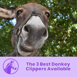 Read more about the article The 3 Best Donkey Clippers Available