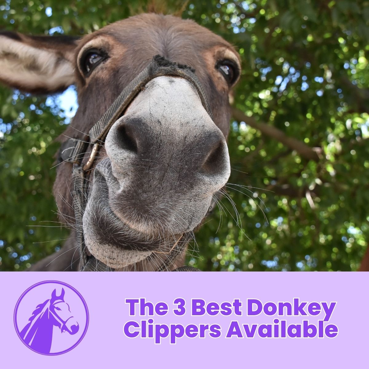 You are currently viewing The 3 Best Donkey Clippers Available