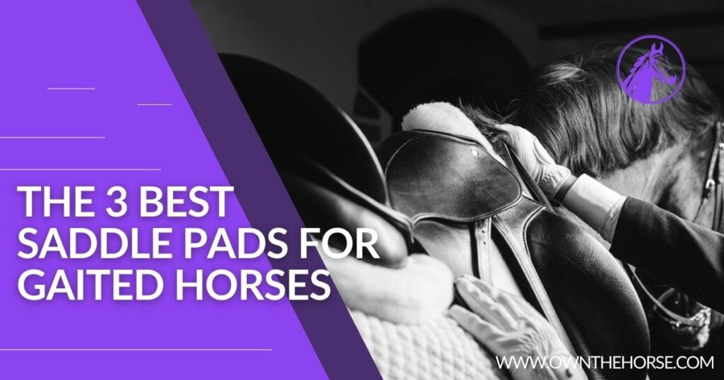 The 3 Best Saddle Pads for Gaited Horses