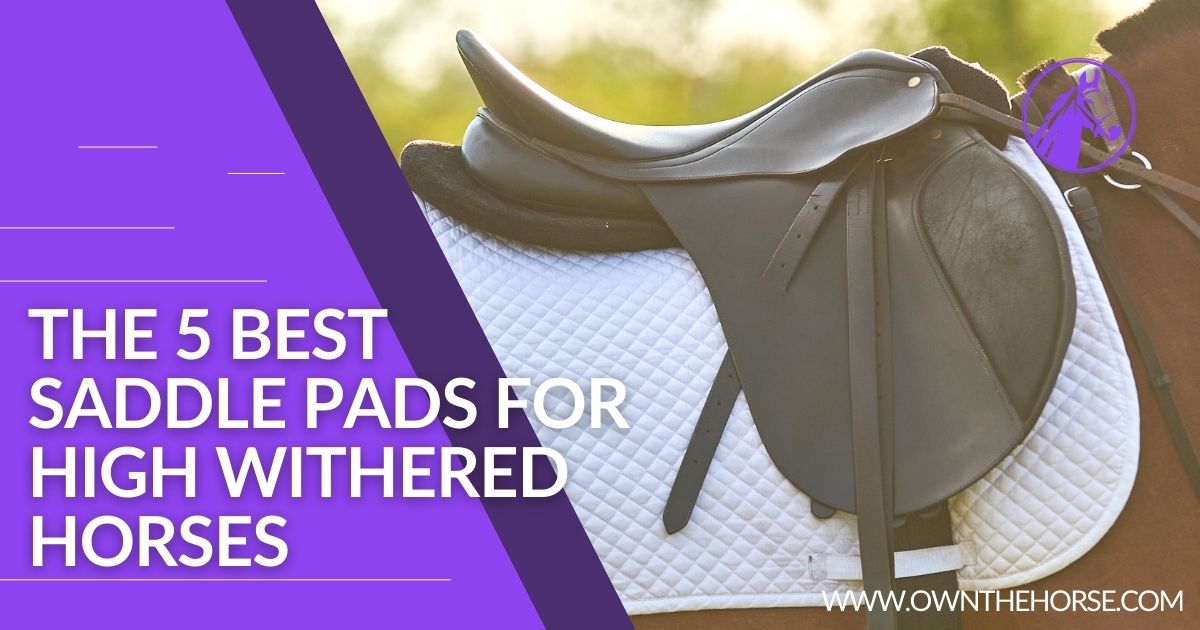 You are currently viewing 5 Best Saddle Pads for High Withered Horses