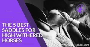 Read more about the article The 5 Best Saddles for High Withered Horses
