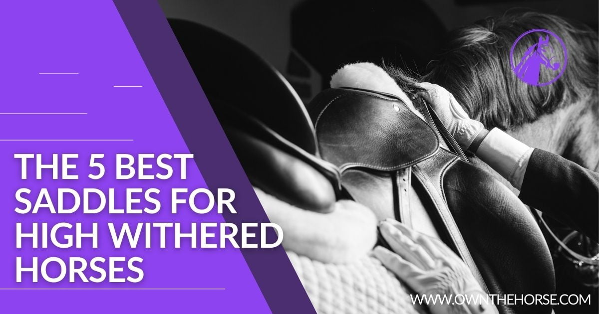 You are currently viewing The 5 Best Saddles for High Withered Horses