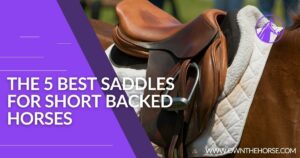 Read more about the article The 5 Best Saddles for Short Backed Horses