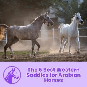 Read more about the article The 5 Best Western Saddles for Arabian Horses