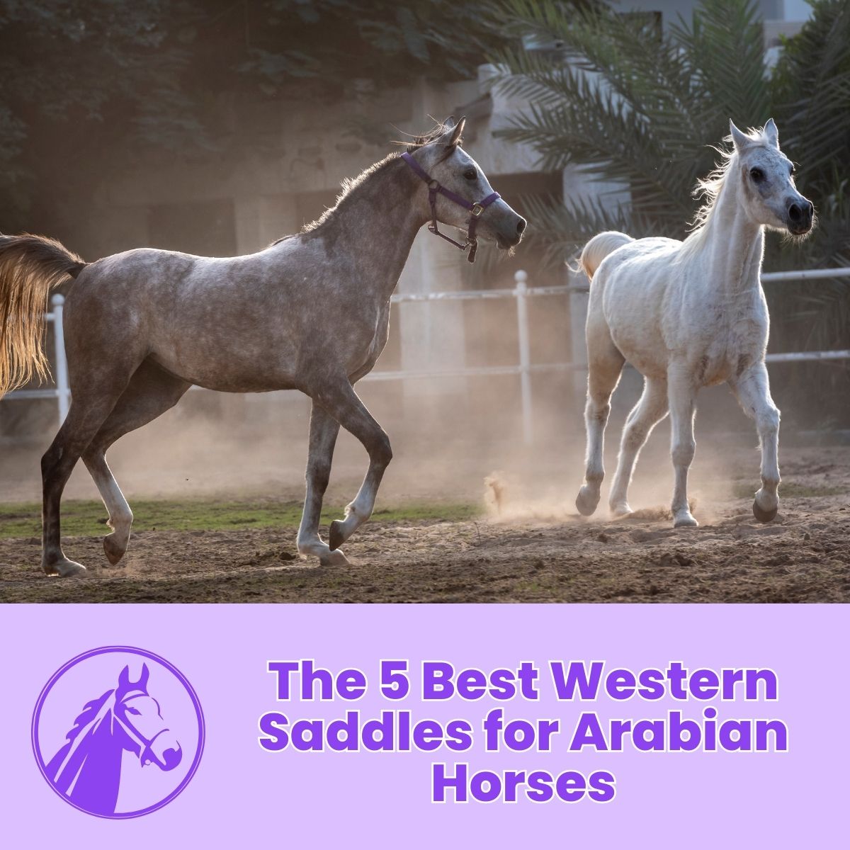You are currently viewing The 5 Best Western Saddles for Arabian Horses