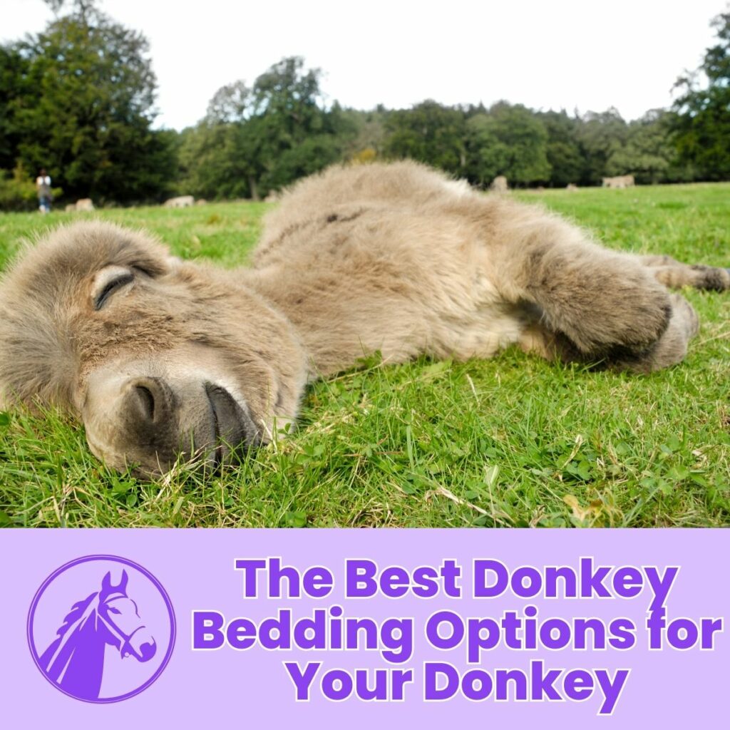 Best Donkey Bedding