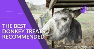 Read more about the article The Best Donkey Treats: A Guide to Keeping Your Donkey Happy and Healthy