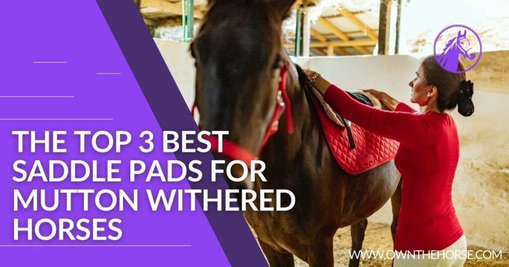 The Top 3 Best Saddle Pads for Mutton Withered Horses
