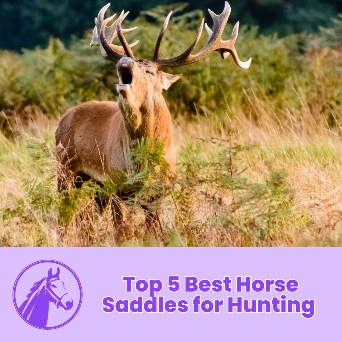You are currently viewing Top 5 Best Horse Saddles for Hunting