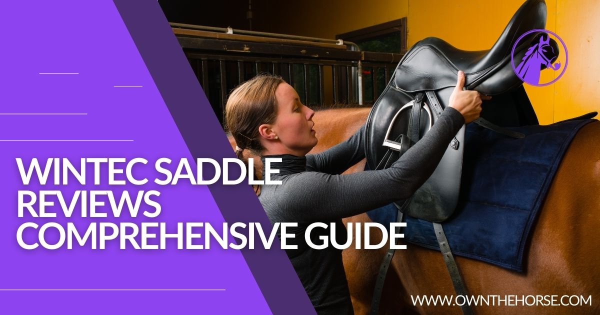 You are currently viewing Wintec Saddle Reviews – Comprehensive Guide