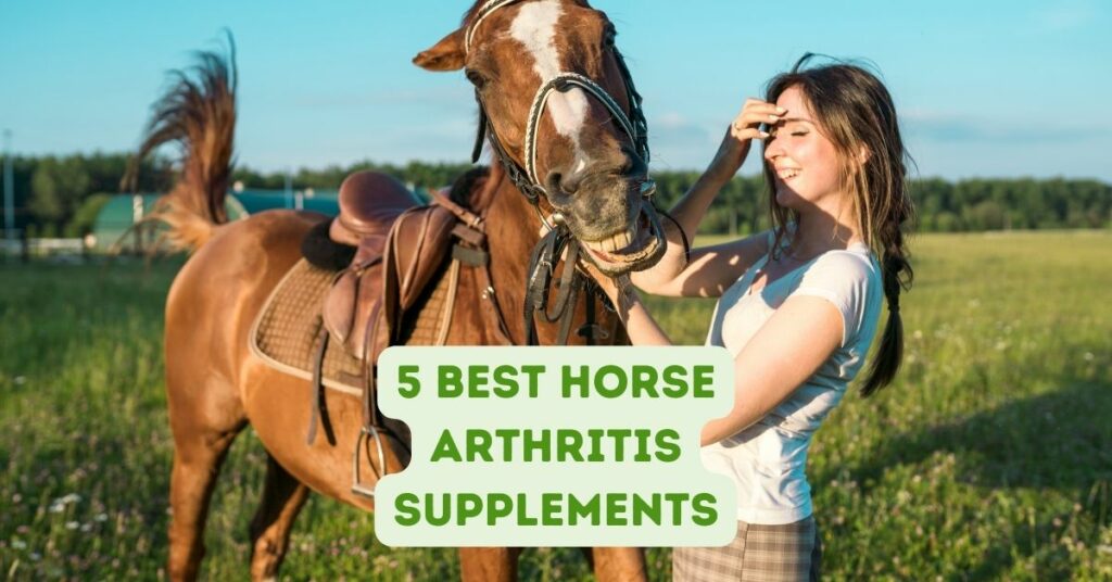 5 Best Horse Arthritis Supplements