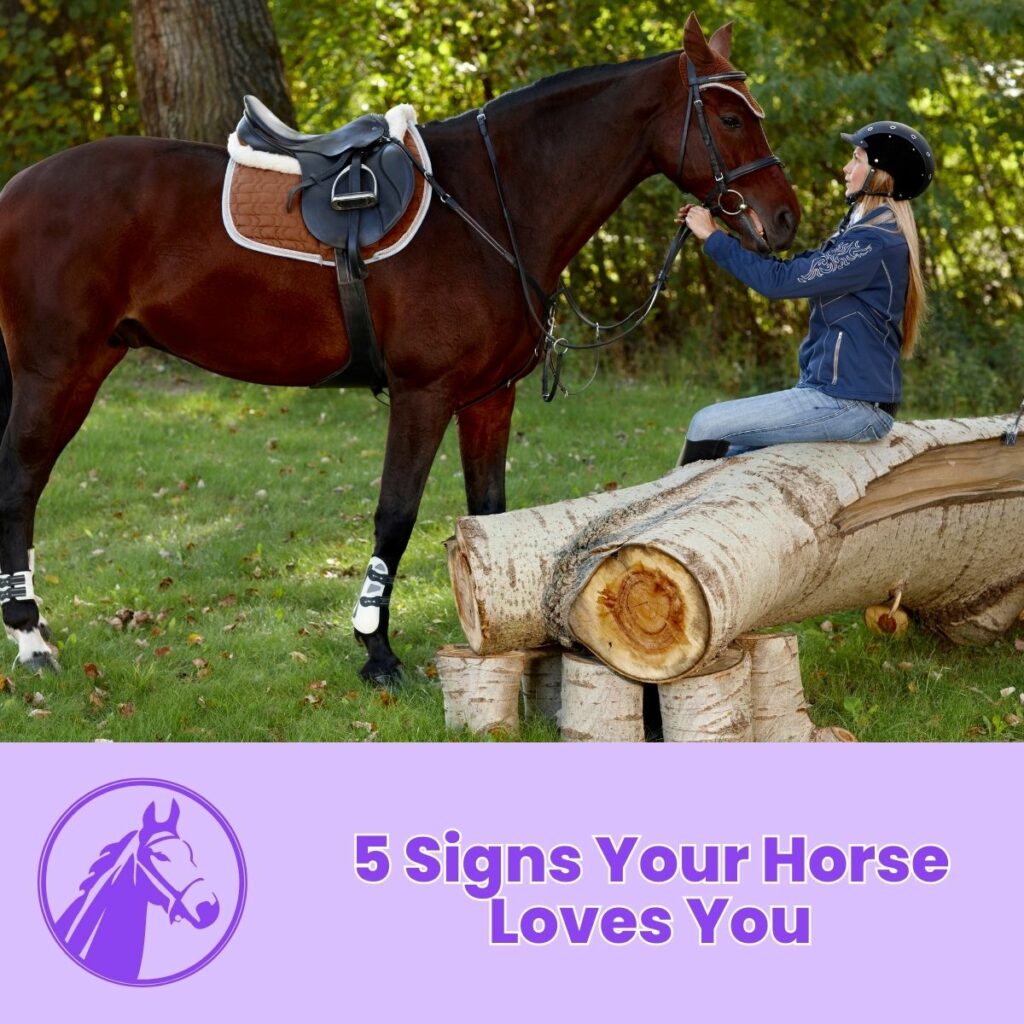 5 Signs Your Horse Loves You: Understanding Equine Affection