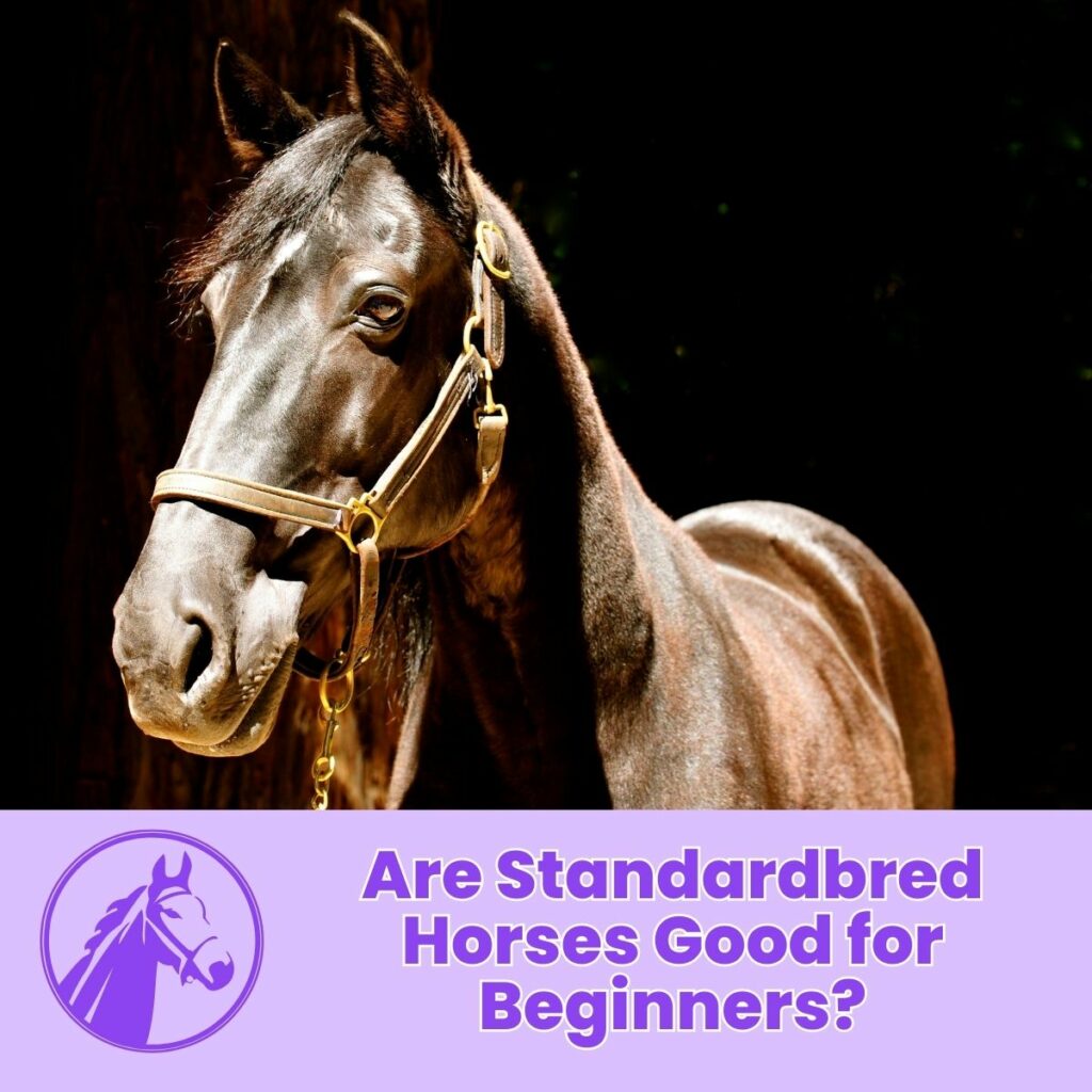 Are Standardbred Horses Good for Beginners?