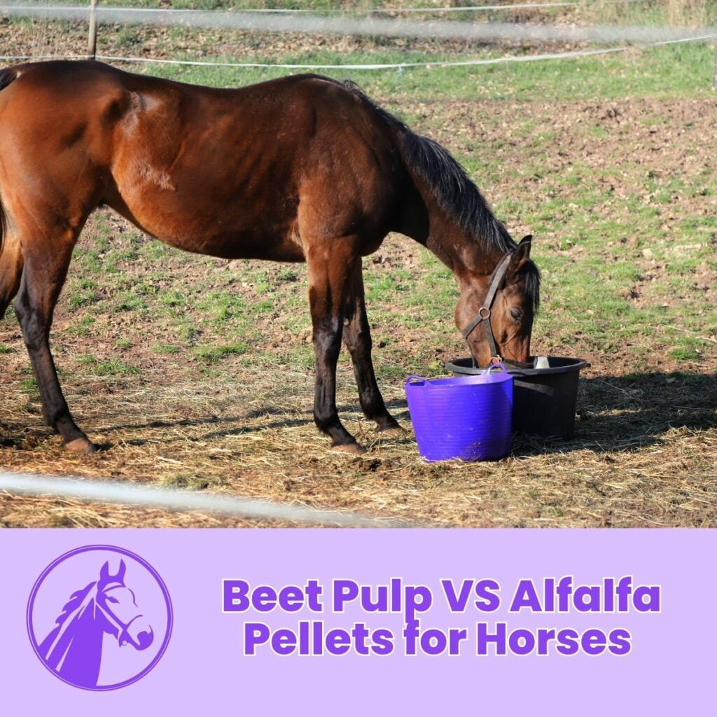 Beet Pulp VS Alfalfa Pellets for Horses