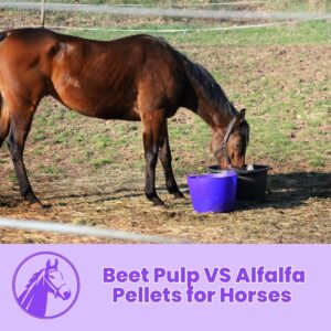 Read more about the article Beet Pulp VS Alfalfa Pellets for Horses