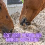 Best Horse Vitamin and Mineral Supplement Top Choices for Optimal Equine Health