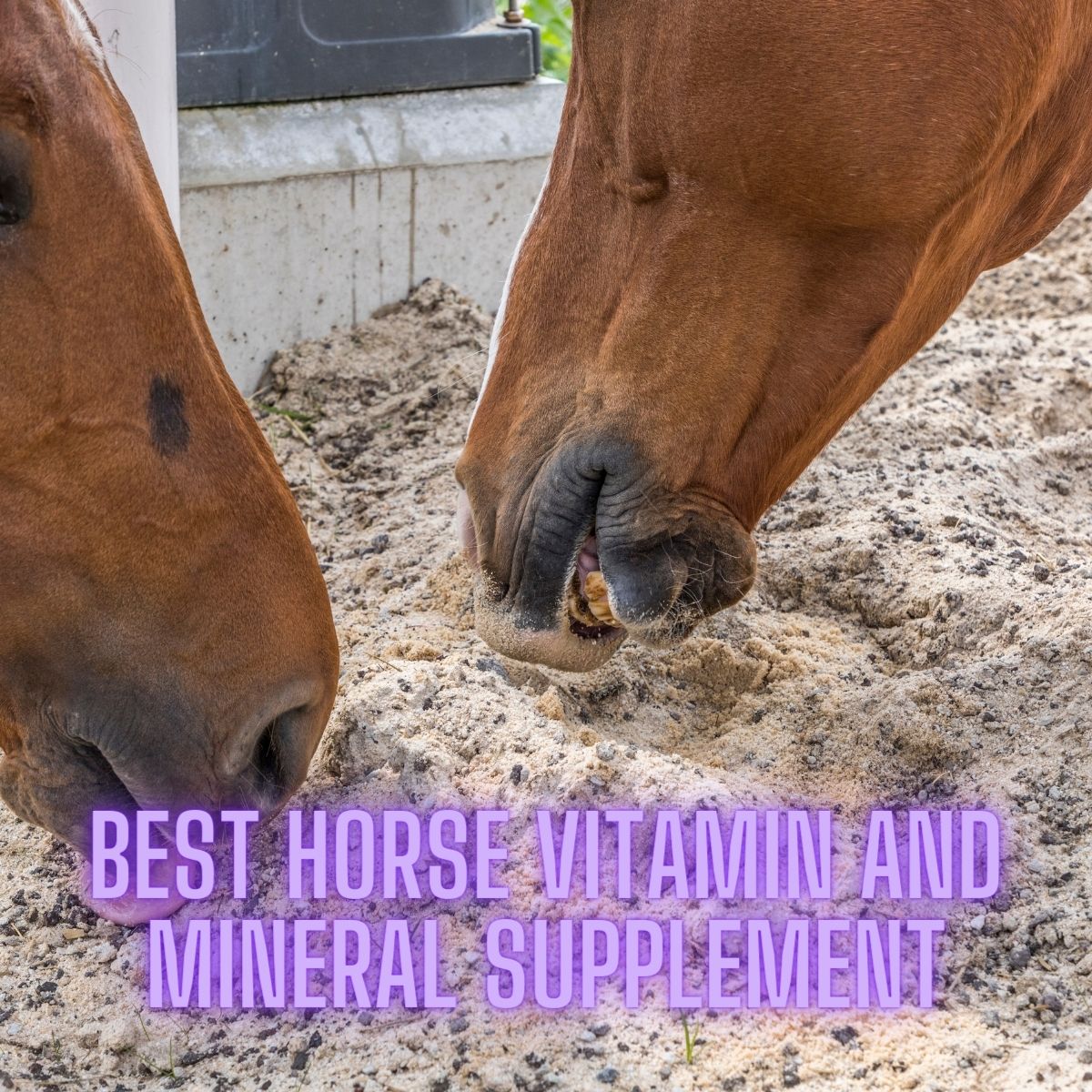 Read more about the article Best Horse Vitamin and Mineral Supplement: Top Choices for Optimal Equine Health